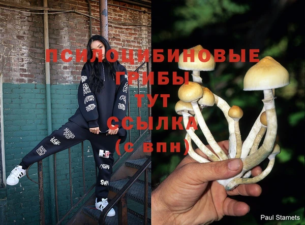 крисы Вязьма